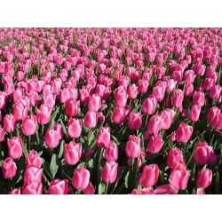 Tulipan Pink Impression - 5 cebulek