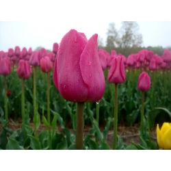 Tulipan różowy Rose - 5 cebulek