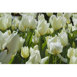Tulipan pojedynczy City Of Vancouver - 5 cebulek