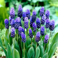 Szafirek szerokolistny - Muscari latifolium op. 10 cebulek