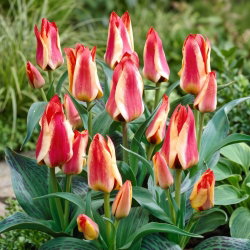 Tulipan Sylvia Warder - 5 cebulek