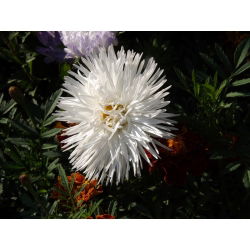 Aster chiński igiełkowy biały - 500 nasion