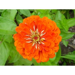 Cynia wytworna daliowa Orange King - 120 nasion