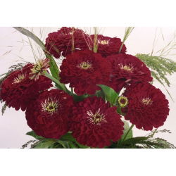 Cynia wytworna daliowa Violet Queen - 120 nasion