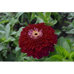 Cynia wytworna daliowa Violet Queen - 120 nasion