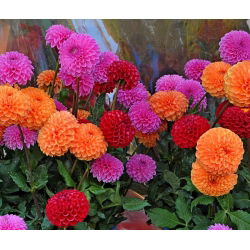 Dalia pomponowa - mieszanka - 120 nasion