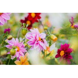 Dalia zmienna Unwins - 120 nasion