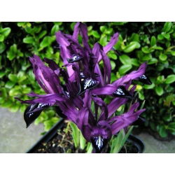 Irys Purple Gem - 10 cebulek