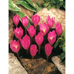 Krokus jesienny - crocus zonatus - 10 cebulek
