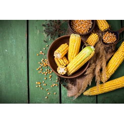 Kukurydza pękająca Płomyk - 200 nasion