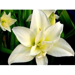 Hippeastrum, Amarylis, Zwartnica - Jewel - 1 cebula