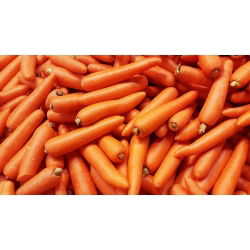 Marchew Flakkese 2 - Flacoro - późna - 4250 nasion