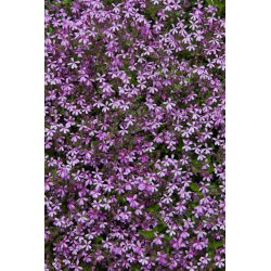Mydlnica bazyliowata - 450 nasion