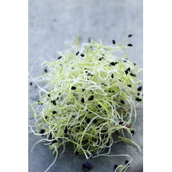 Nasiona na kiełki - por - 100 nasion