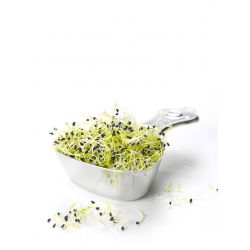 Nasiona na kiełki - por - 100 nasion