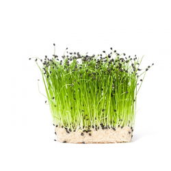 Nasiona na kiełki - por - 100 nasion