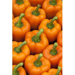 Papryka Rewia - słodka - 100 nasion