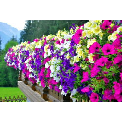 Petunia ogrodowa - mieszanka odmian - 800 nasion