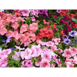 Petunia ogrodowa - mieszanka odmian - 800 nasion