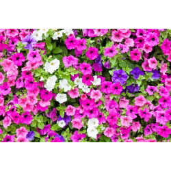 Petunia ogrodowa - mieszanka odmian - 800 nasion
