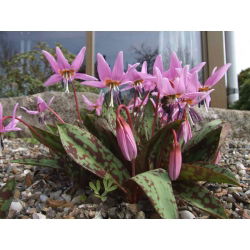 Psiząb Purple King - op. 1 szt.