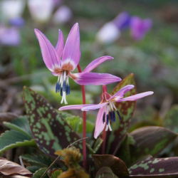 Psiząb Purple King - op. 1 szt.