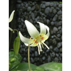 Psiząb White Beauty - op. 1 szt.