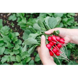 Rzodkiewka Cherry Belle - 850 nasion