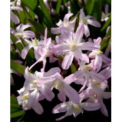 Śnieżnik - Chionodoxa forbesii Pink Giant - 10 cebulek