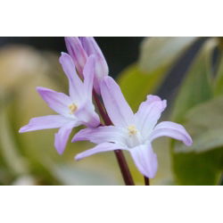 Śnieżnik - Chionodoxa forbesii Pink Giant - 10 cebulek
