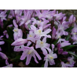 Śnieżnik - Chionodoxa forbesii Pink Giant - 10 cebulek