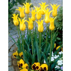 Tulipan West Point  - 5 cebulek
