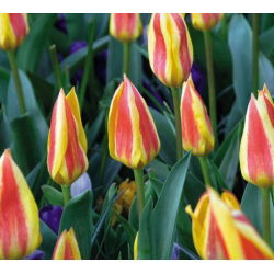 Tulipan Gluck - 5 cebulek