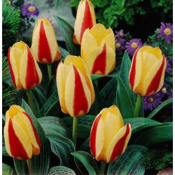 Tulipan Gluck - 5 cebulek