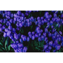 Tulipan niebieski - Blue - 5 cebulek