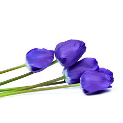 Tulipan niebieski - Blue - 5 cebulek