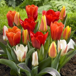 Tulipan botaniczny - niski - kolorowa mieszanka - 5 cebul