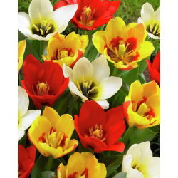 Tulipan botaniczny - niski - kolorowa mieszanka - 5 cebul