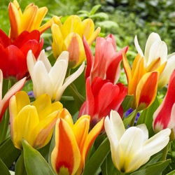 Tulipan botaniczny - niski - kolorowa mieszanka - 5 cebul