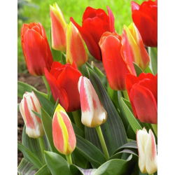 Tulipan botaniczny - niski - kolorowa mieszanka - 5 cebul