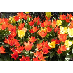 Tulipan botaniczny - niski - kolorowa mieszanka - 5 cebul