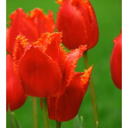 Tulipan Noranda - 5 cebulek