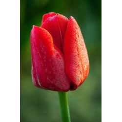 Tulipan czerwony Red - 5 cebulek