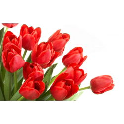Tulipan czerwony Red - 5 cebulek