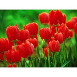 Tulipan czerwony Red - 5 cebulek