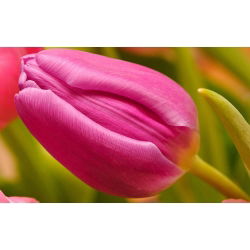 Tulipan różowy Rose - 5 cebulek