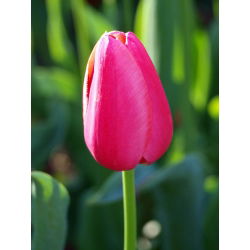 Tulipan różowy Rose - 5 cebulek