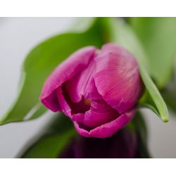 Tulipan różowy Rose - 5 cebulek