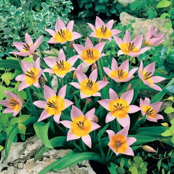 Tulipan Saxatilis - 5 cebulek