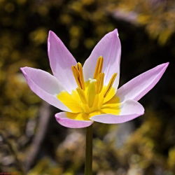 Tulipan Saxatilis - 5 cebulek